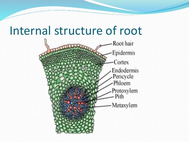 Crop physiology